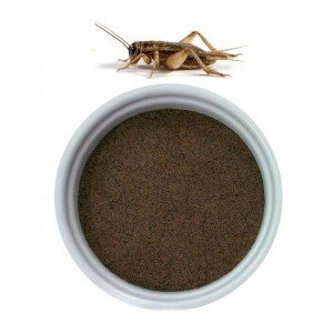 cricket powder flour