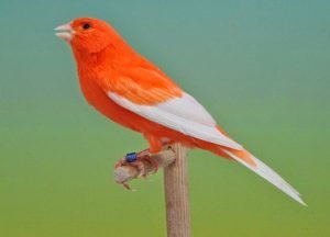Manfaat serta Langkah Pemberian Jangkrik untuk Burung Kenari