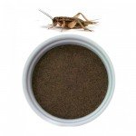 Jual Tepung Jangkrik Murni – Cricket Flour